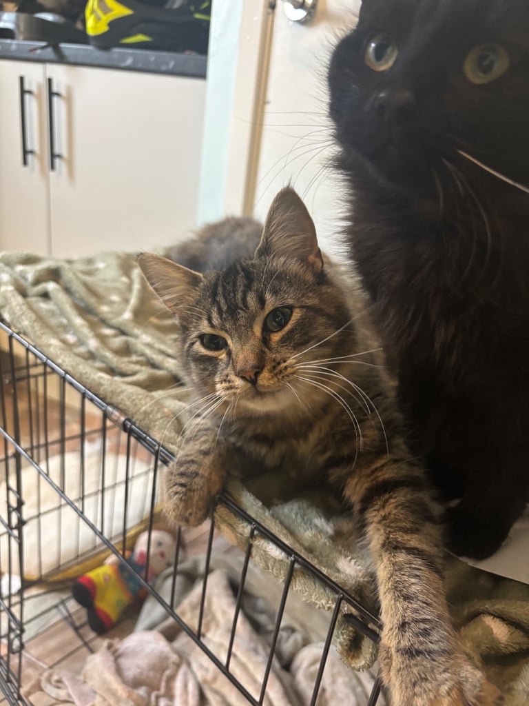 2 male brother kittens 