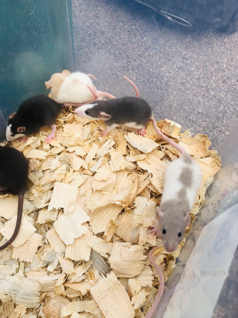 Rats for sale 