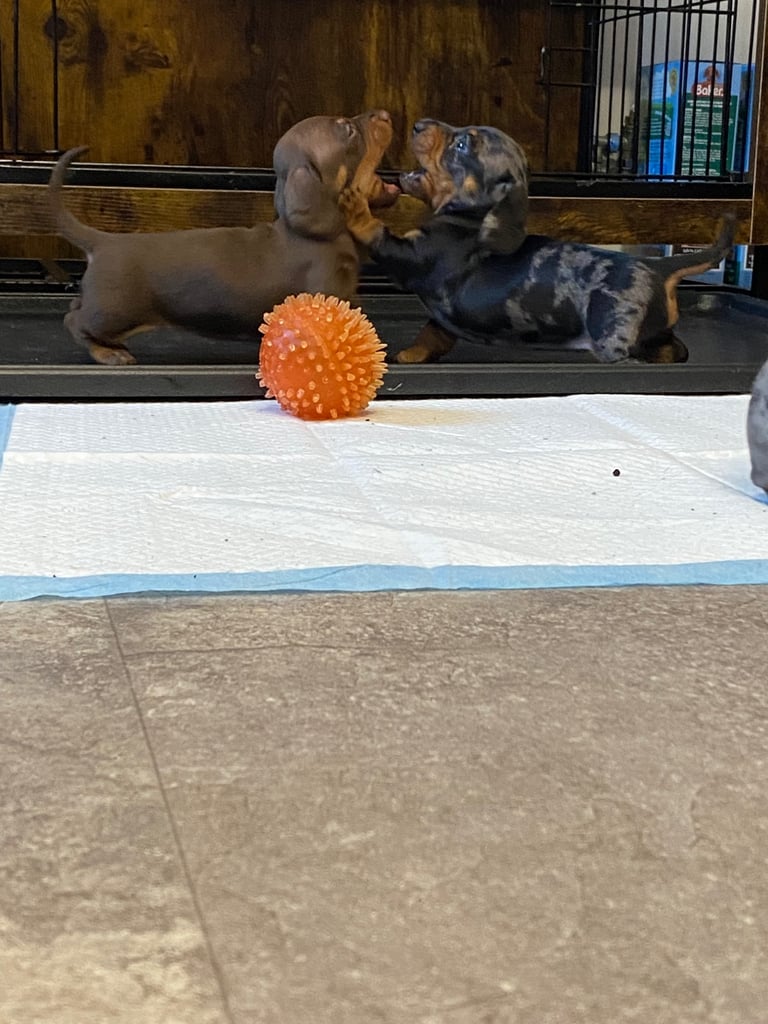 Pedigree miniature dachshund