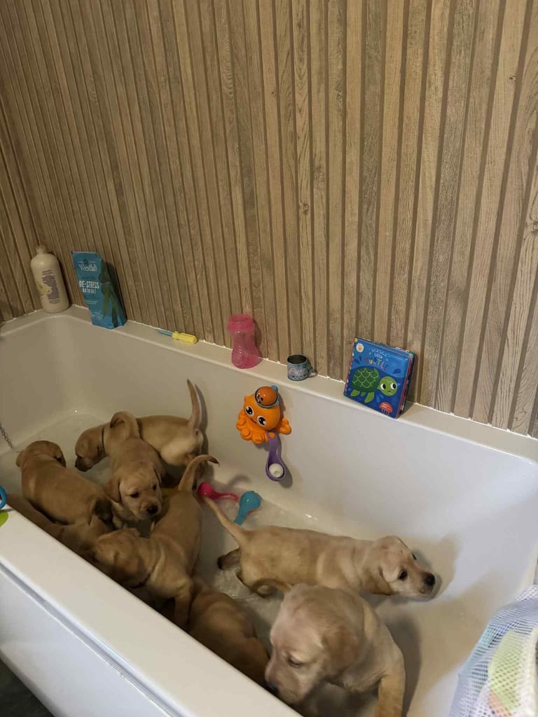 Beautiful Labrador puppies