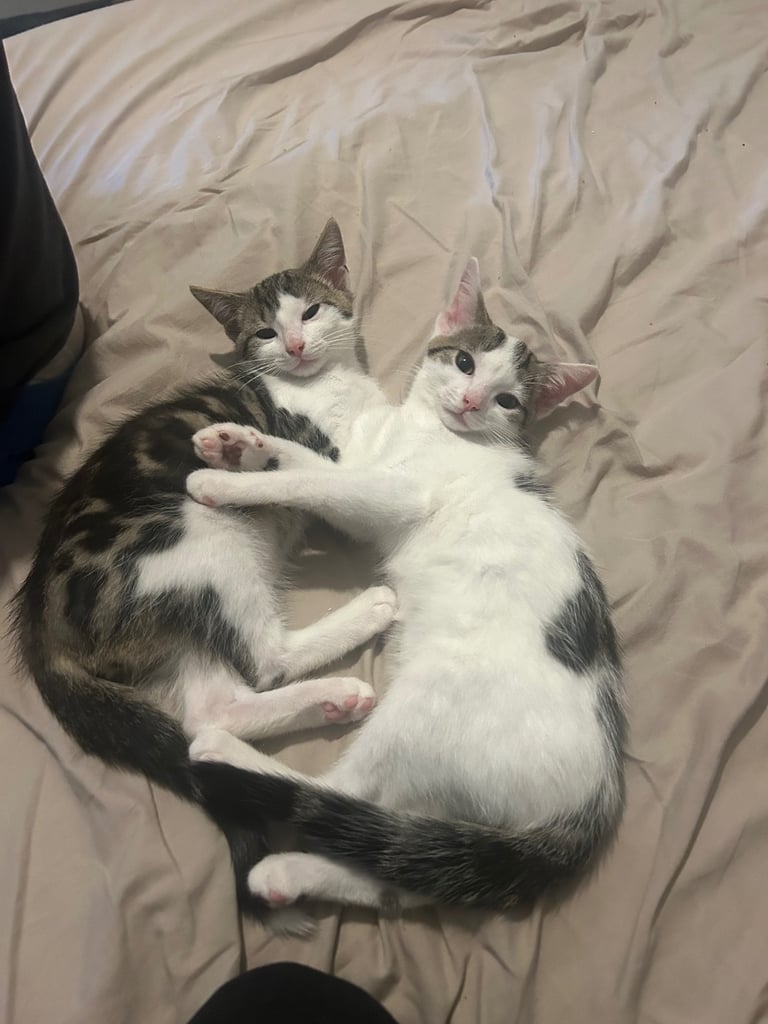 2 kittens 