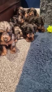 DAPPLE LONG HAIRED DACHSHUND BOY PUPPIES 