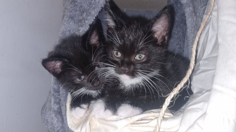 image for 3 kittens looking for a home