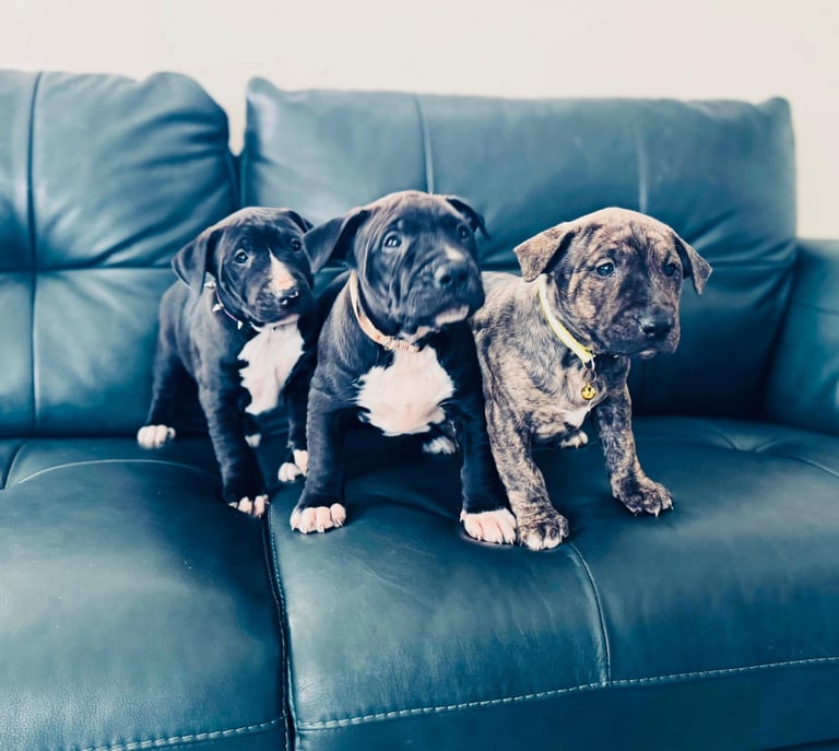 Staffordshire x English bull terrier puppy’s 