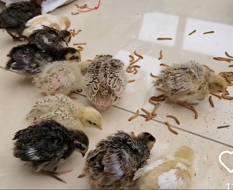10 quails and a cage