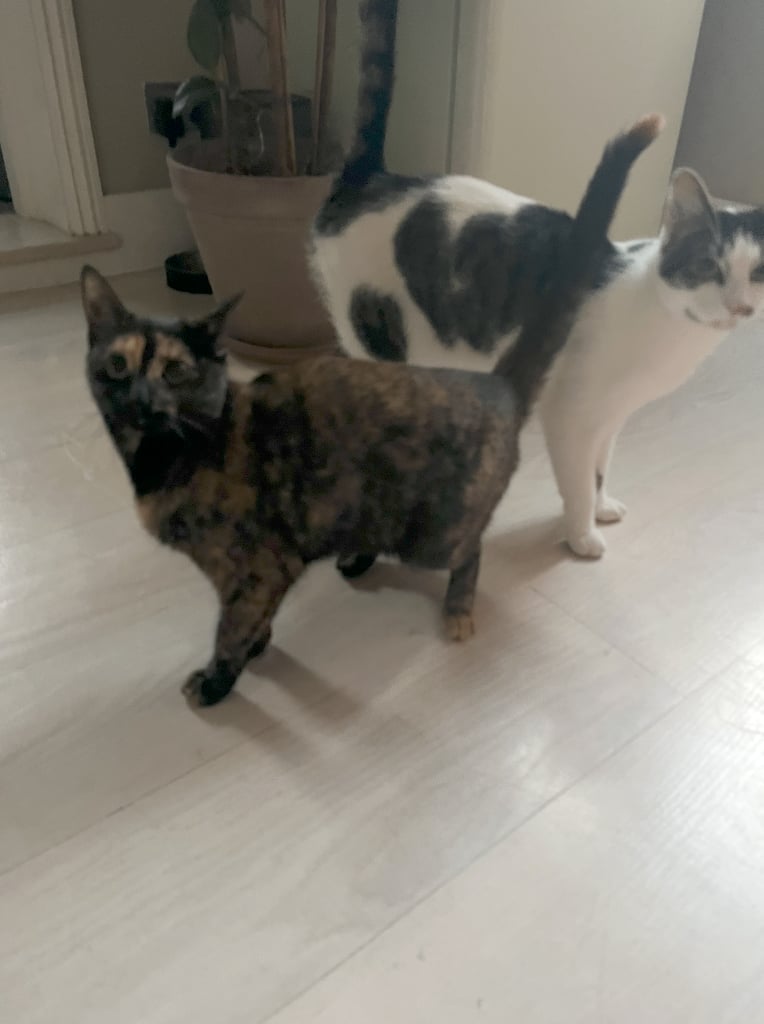 Rehoming two beautiful cats