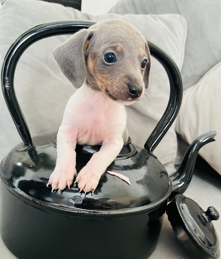 Miniture dachound 