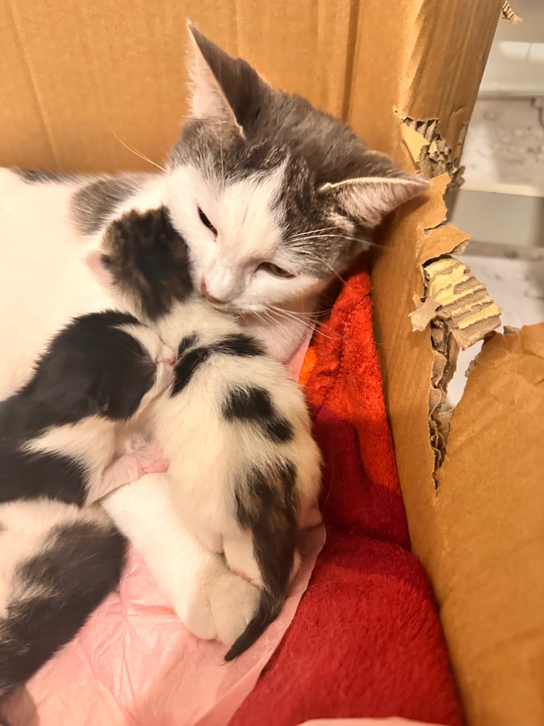 4 kittens available 