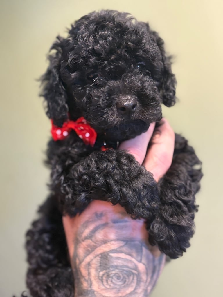 image for Gorgeous F1B Shihpoo puppies READY NOW 🐾🐕🤍