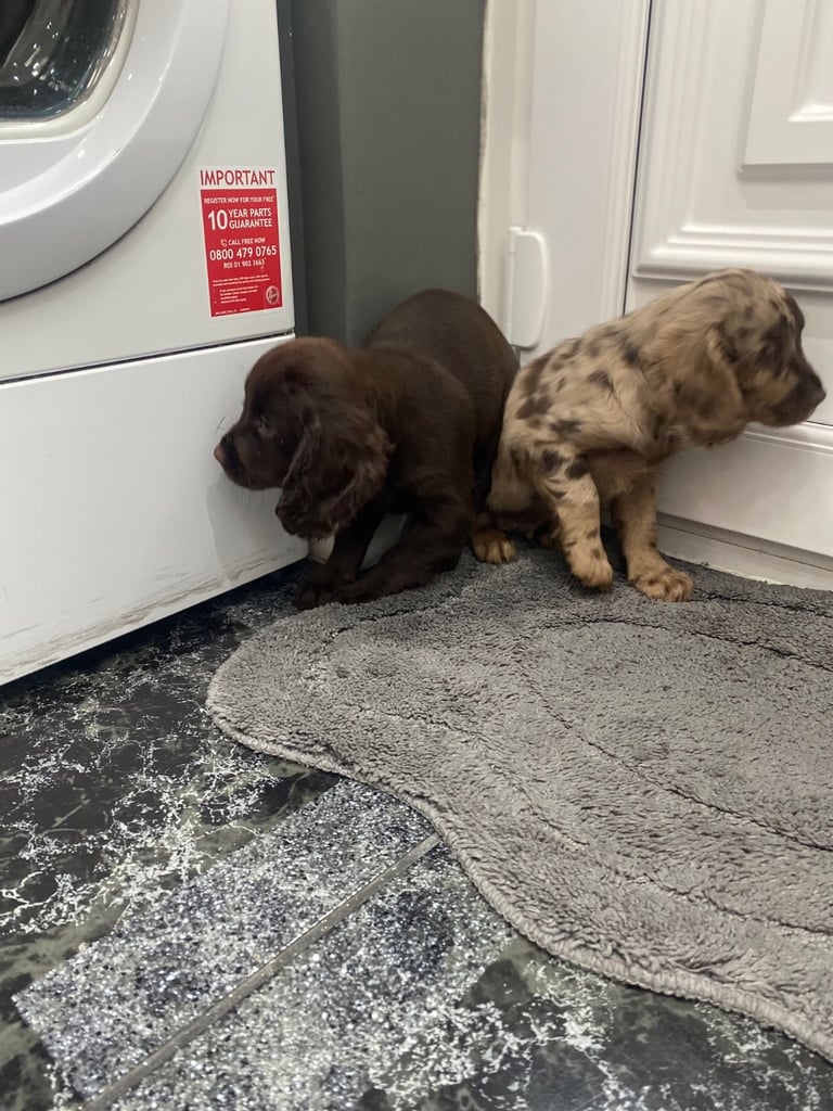 Cocker spaniel puppies