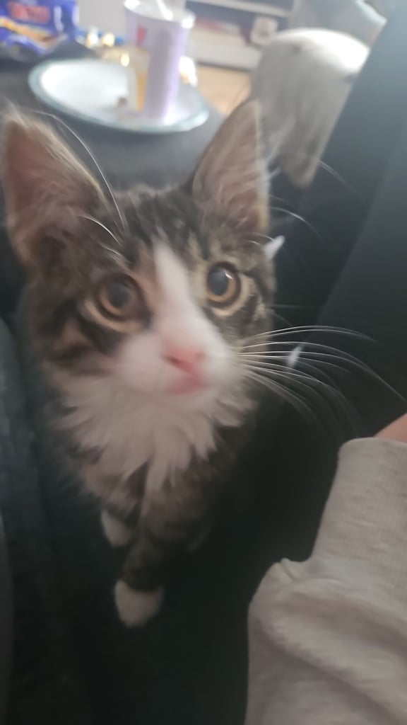 Beautiful little Kitten