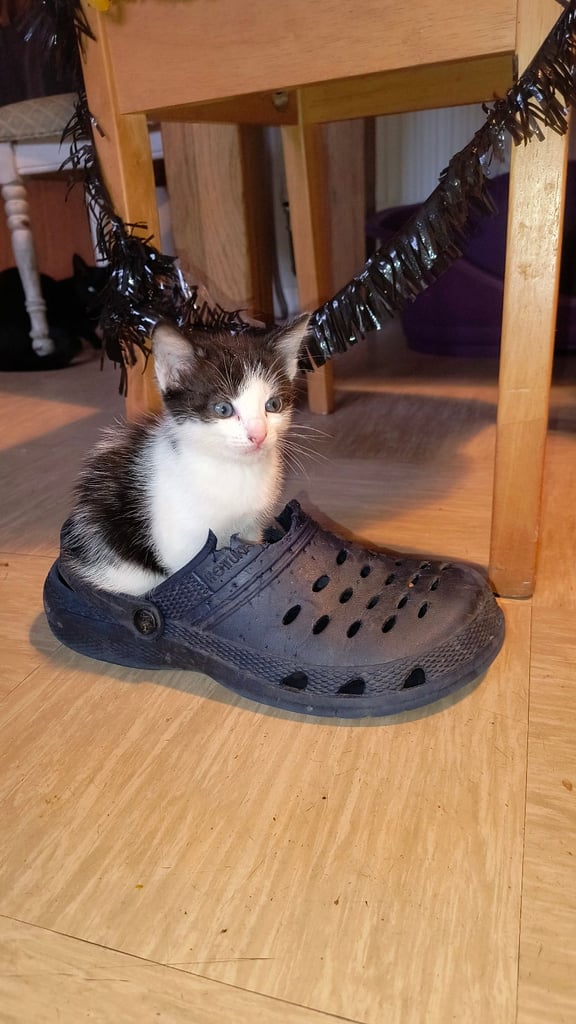 Catss kittens