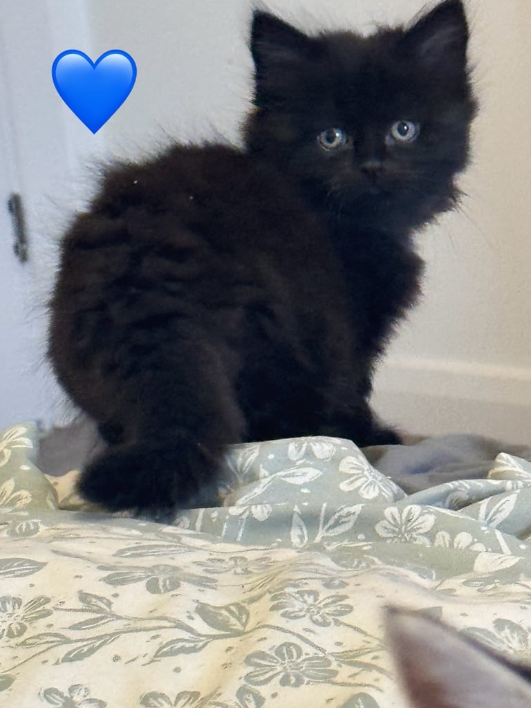 5 beautiful fluffy kittens (mum is half maine coon) 