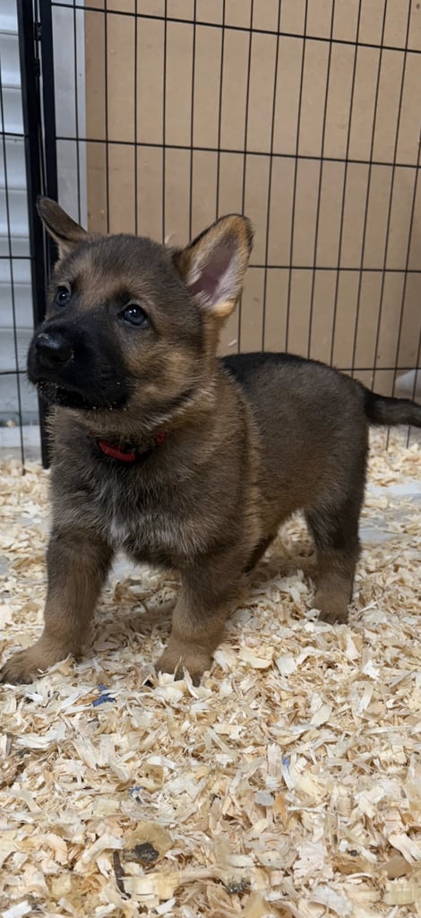 German Shepherd Puppies (Working Line)