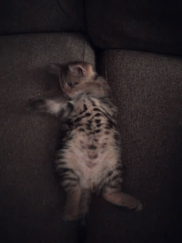 Kitten for sale