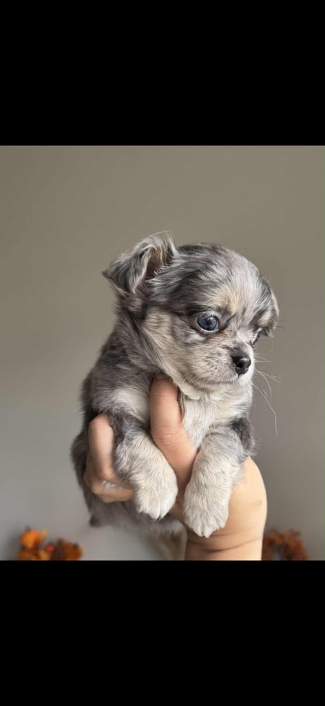 READY TO LEAVE SOON Blue Eye Merle, Tiny Longhair chihuahua 