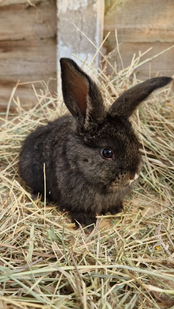 image for Gorgeous baby rabbits looking for their loving homes
