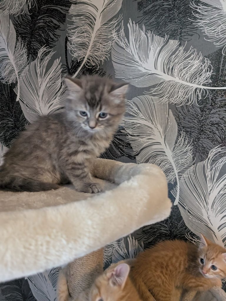 Kittens for sale 