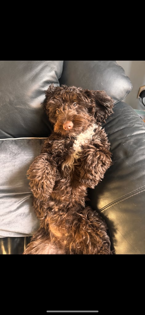 Labradoodle cross cockapoo puppy’s 