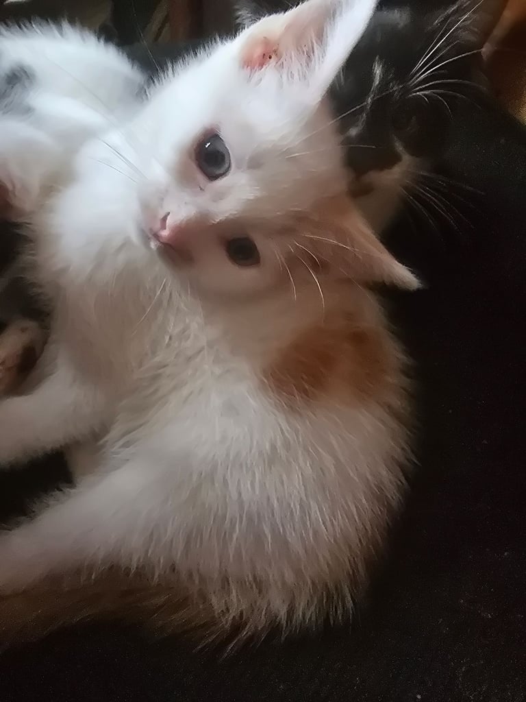 Last x3 Adorable Playfu Kittens! READY NOW!