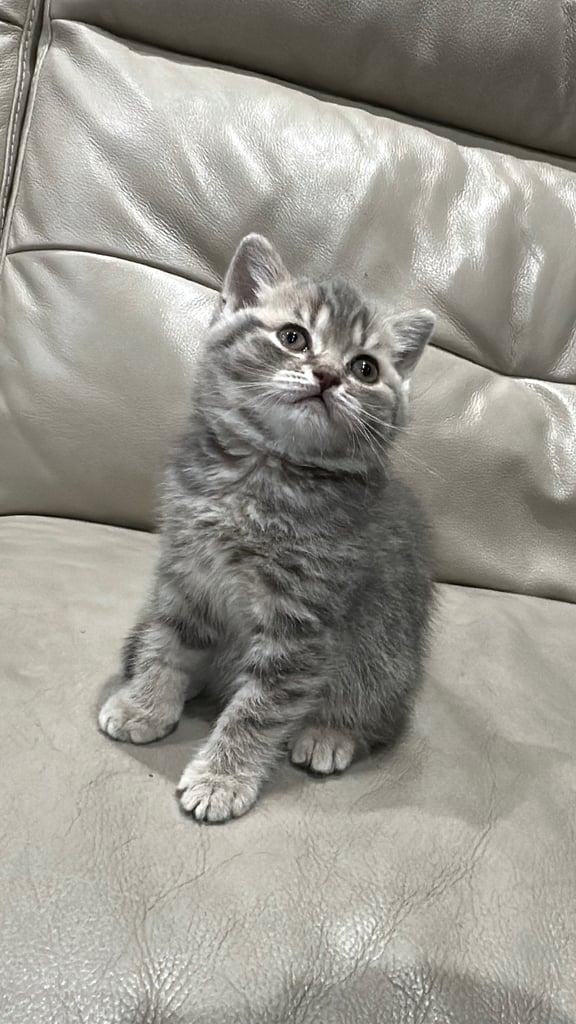 British short hair kittens shorthair