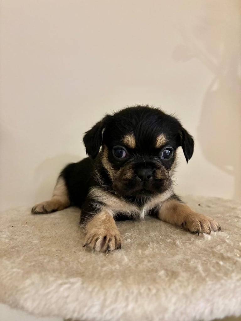  2 gorgeous puppies ready to leave 