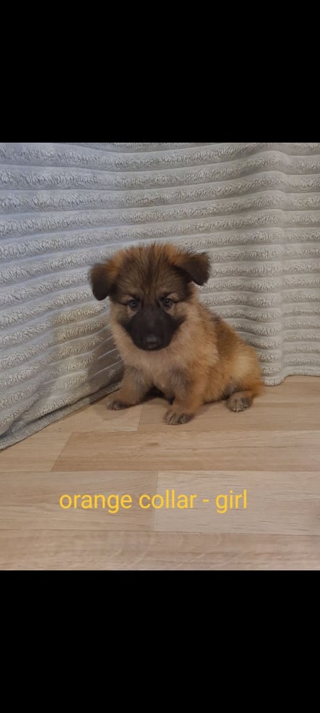 🐾 Adorable 8-Week-Old German Shepherd Puppies Ready for Their Forever Homes! 🐾