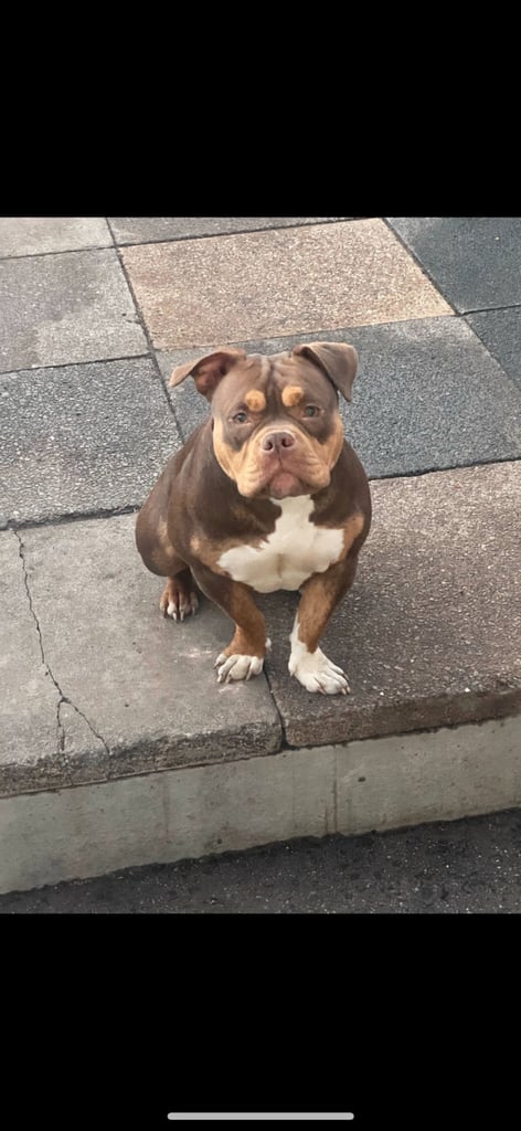 Chocolate Tri Female Pocket Bully 