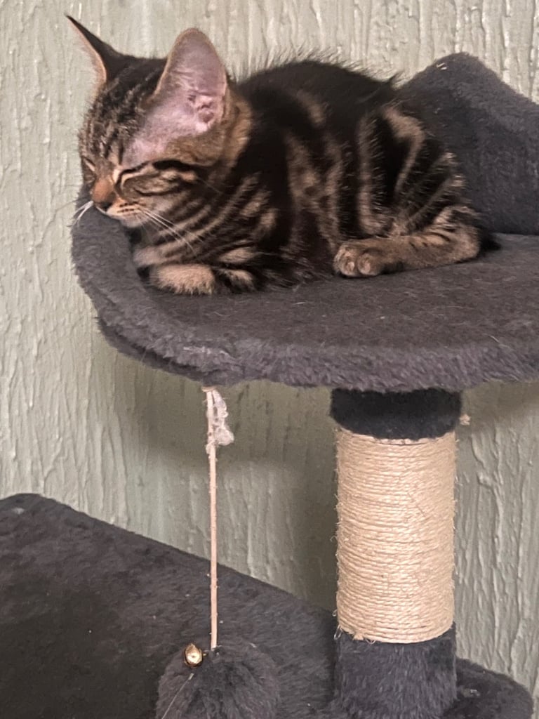 image for Kittens for sale 
