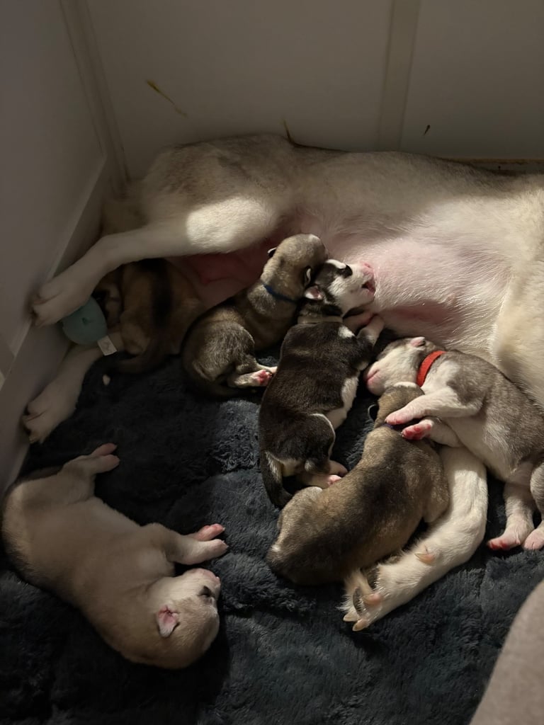 image for Husky puppies 
