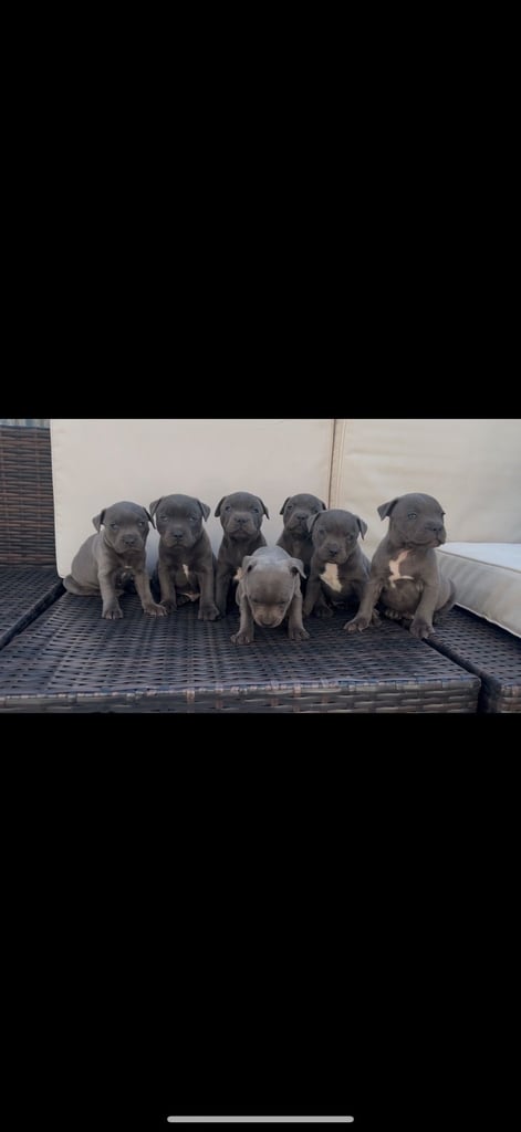 blue staffy puppies