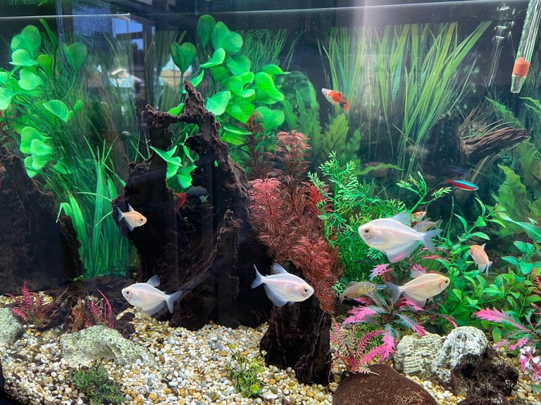 Jewel Rio 180 tank and cabinet and all accessories 