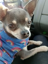 Chihuahua male for sale