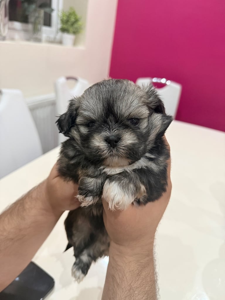 Shih tzu