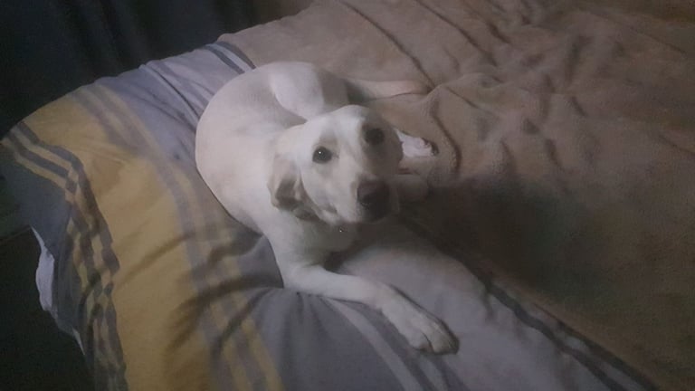 image for Labrador Retriever 14 months old 