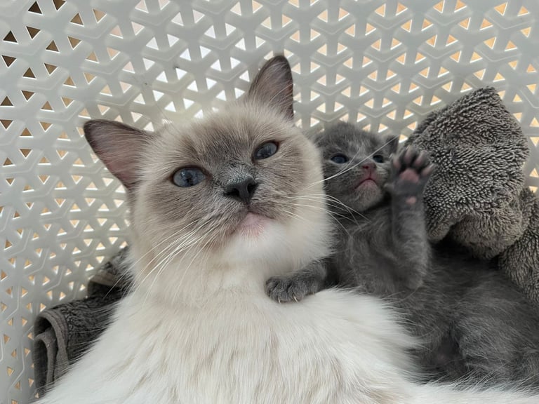4 half ragdoll kittens - 2 grey fluffy female 2 ginger male
