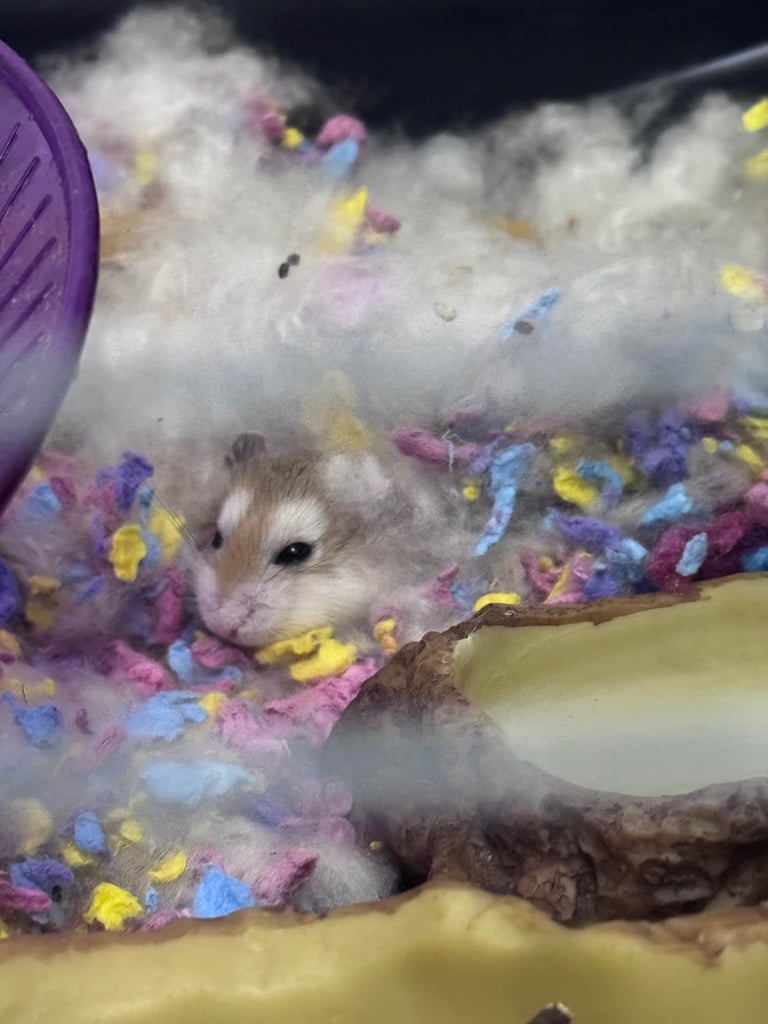 Hamster with full set up