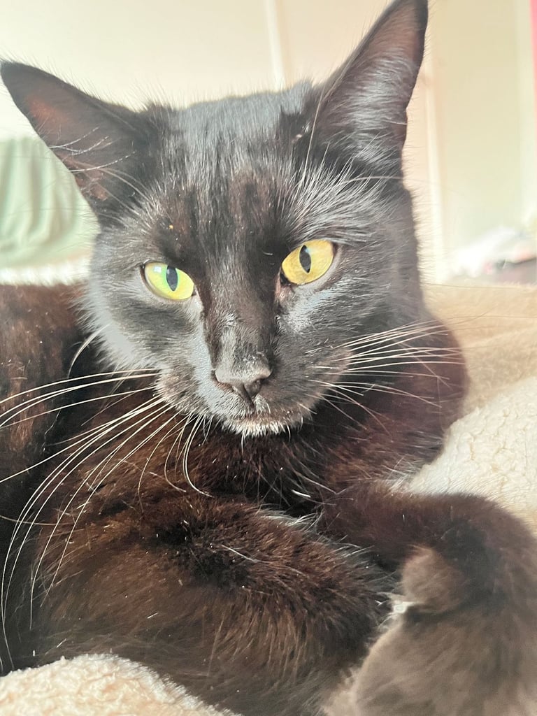 Brother and sister titch & lola 