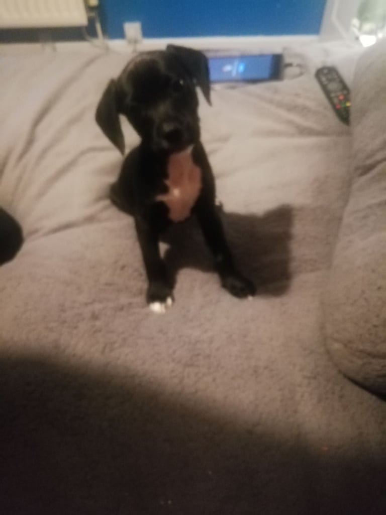 Mixed breed 