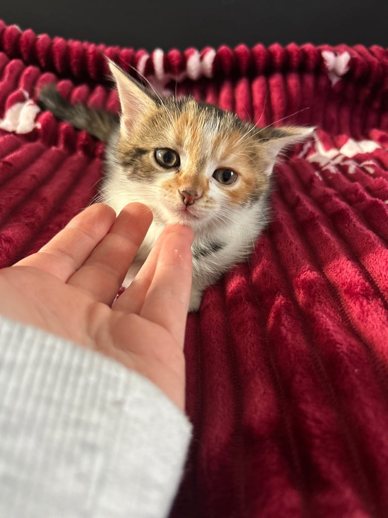 5 kittens (three left )