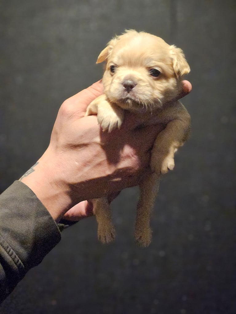 8 beautiful fluffy frenchies 