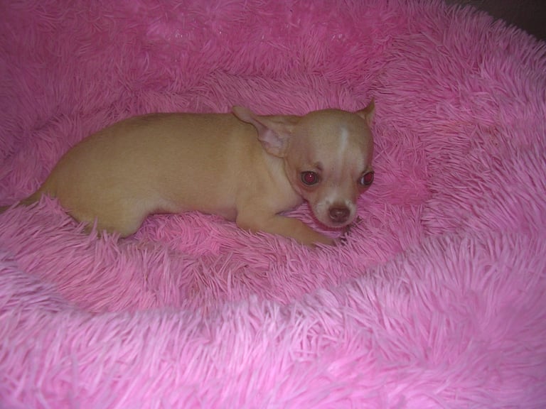 Full Breed Chihuahua puppies 2 boys available