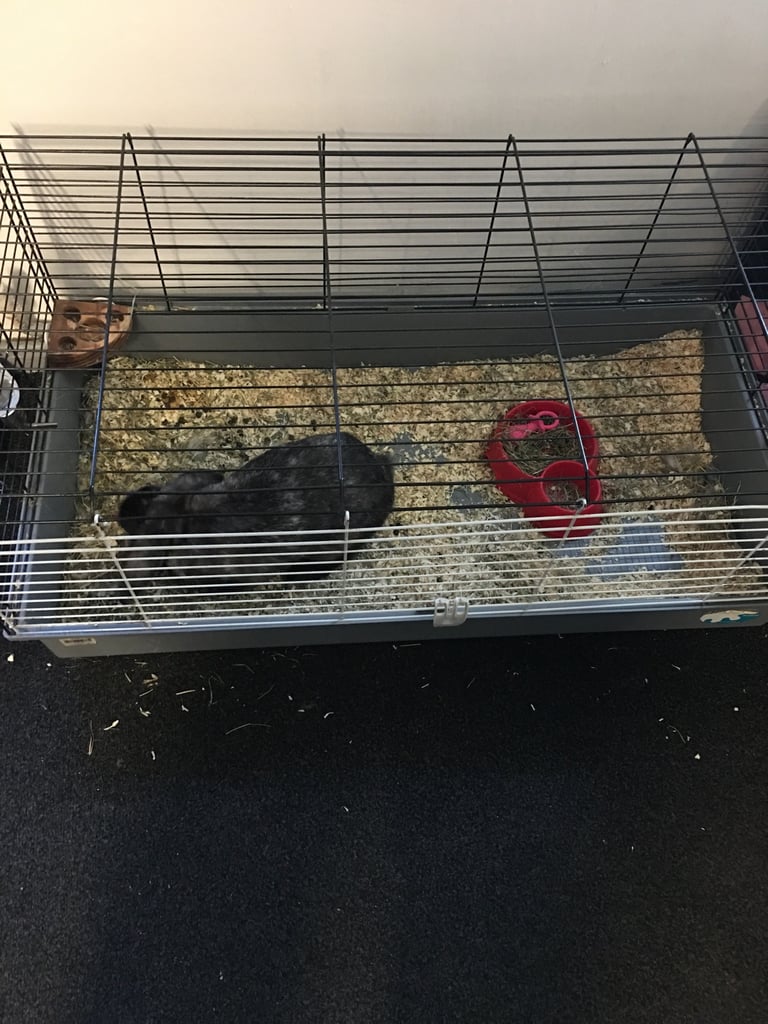 Rabbit cage 