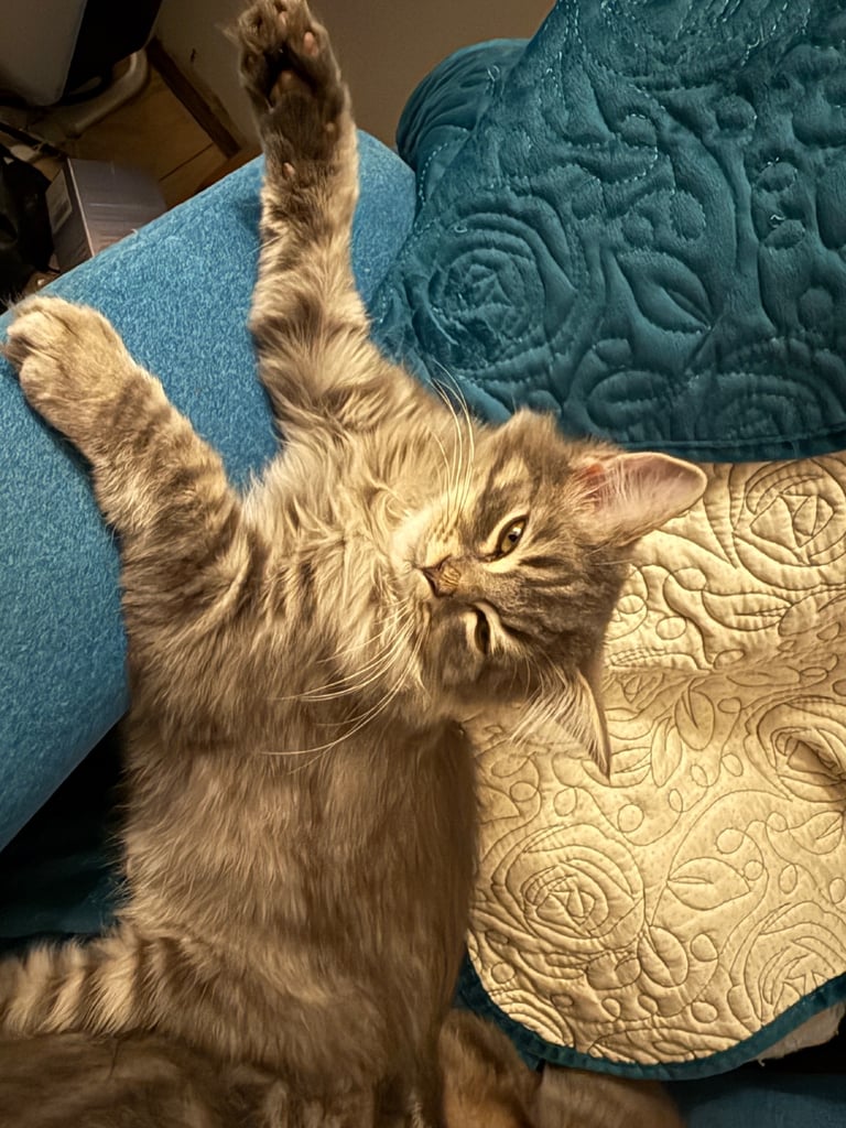 ❤️  Lovely Kittens ❤️