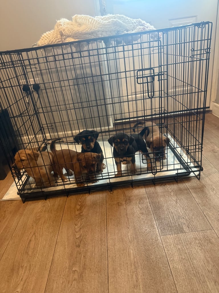 Saluki cross Rottweiler puppies 