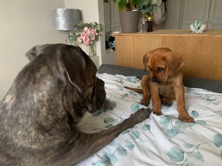 Forever home wanted 