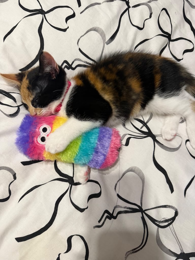 Female Kitten