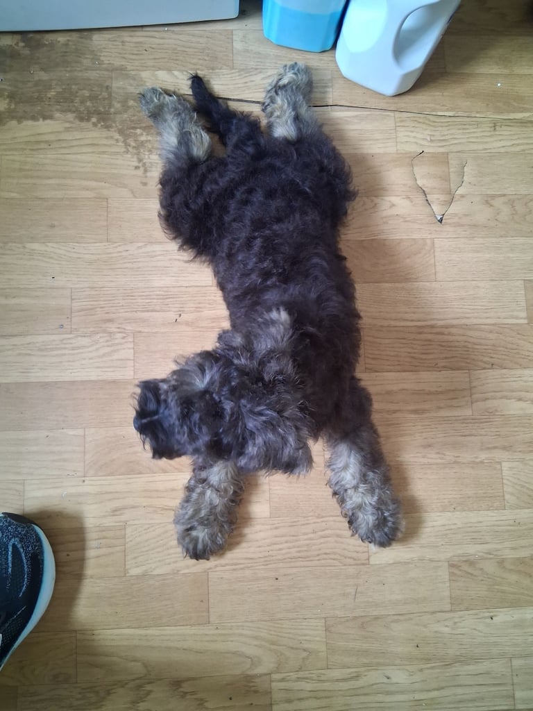 Adorable Miniature Schnauzer Puppies for Sale 