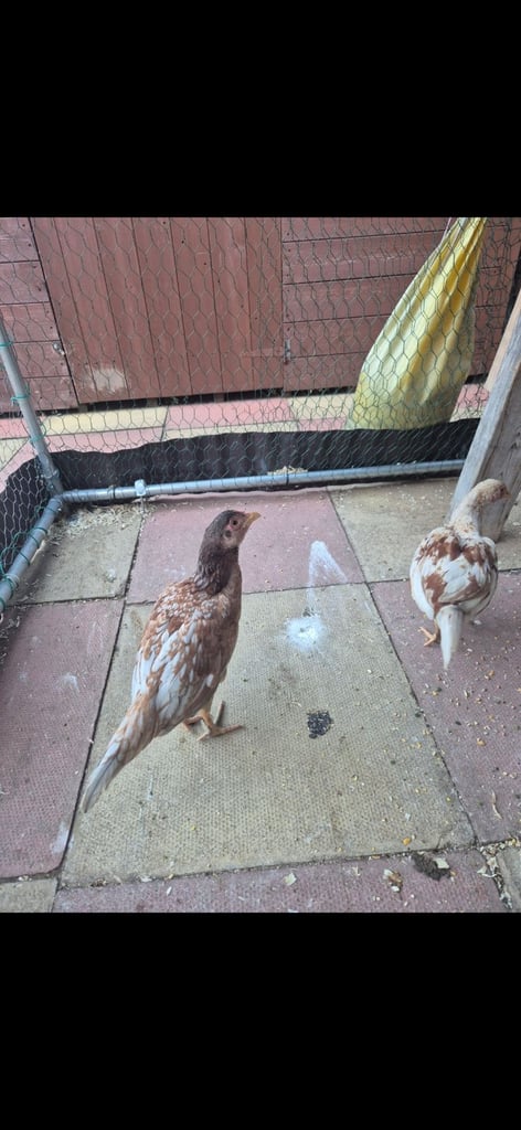 2 brazil chicks, 1 hint chick, 2 o shamo chicks