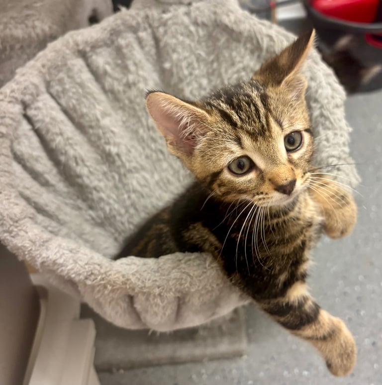 kittens for sale 
